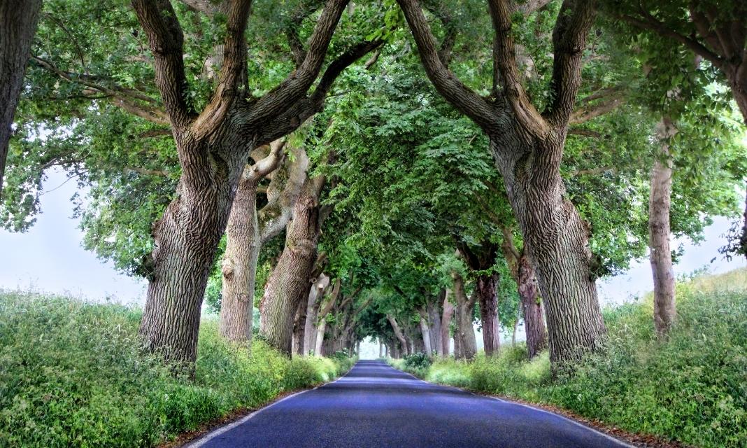 Znaczenie drzew dla harmonii Poraja: sekrety ich wpływu na wieś